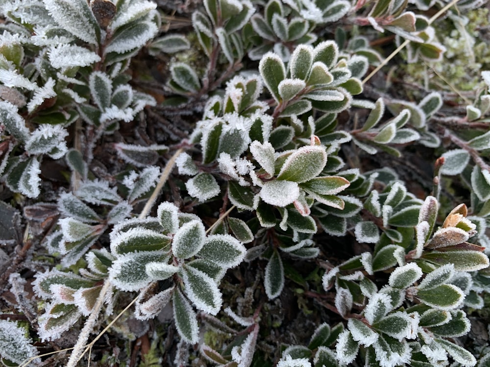 green and white plant leaves