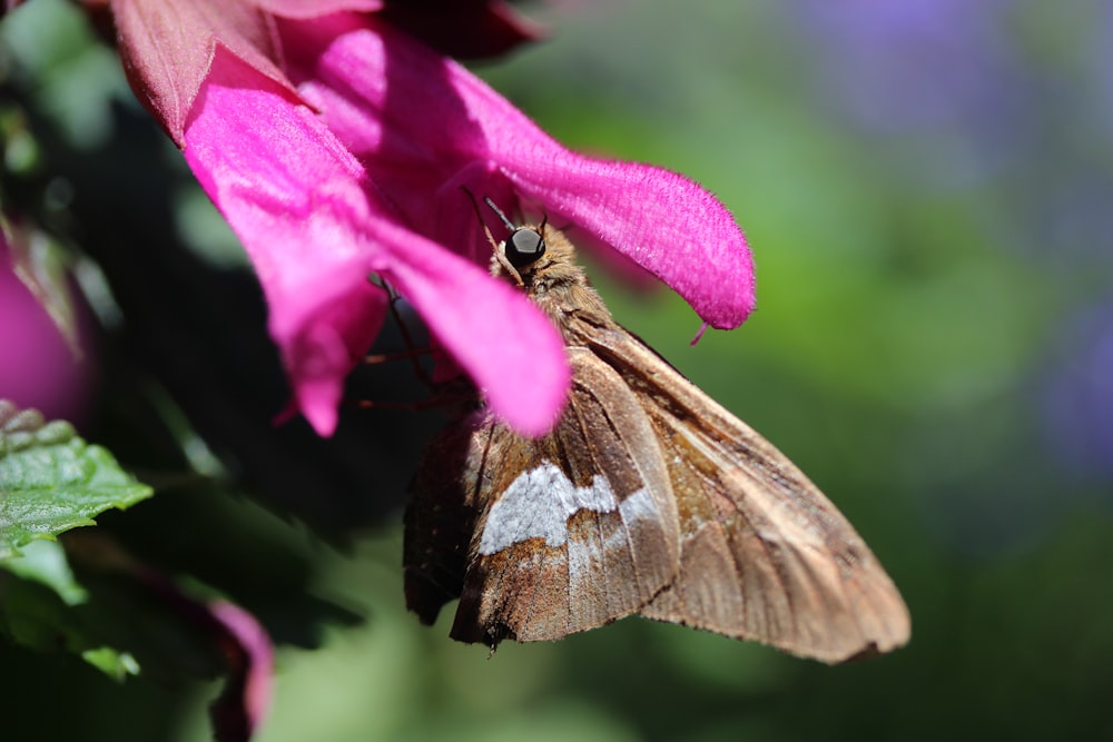 brown butterfly perched on purple flower in close up photography during daytime