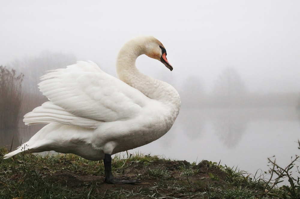 white swan on green grass during daytime