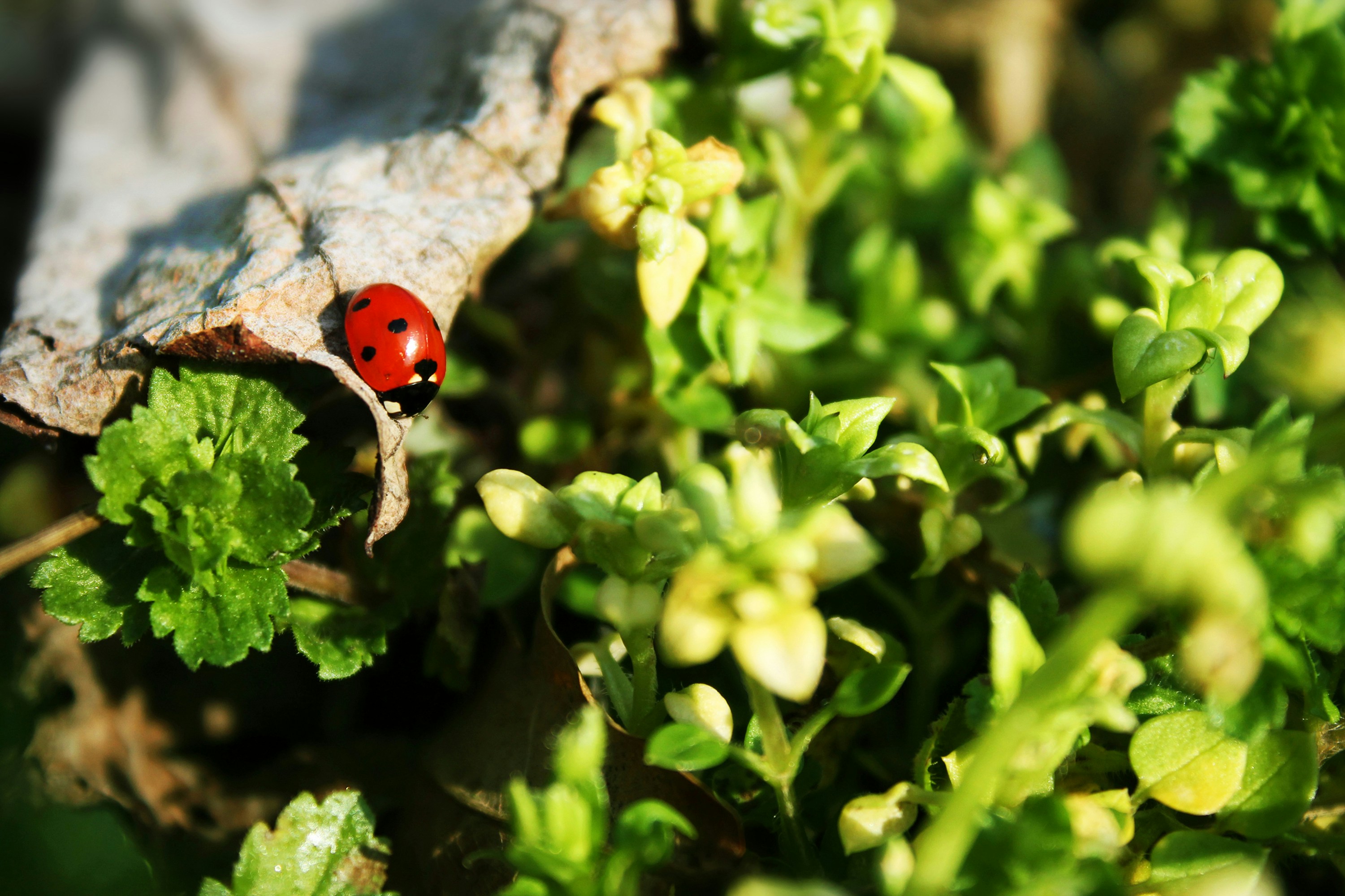 昼間は緑の植物にとまる赤いてんとう虫の写真 Unsplashで見つけるてんとう虫の無料写真