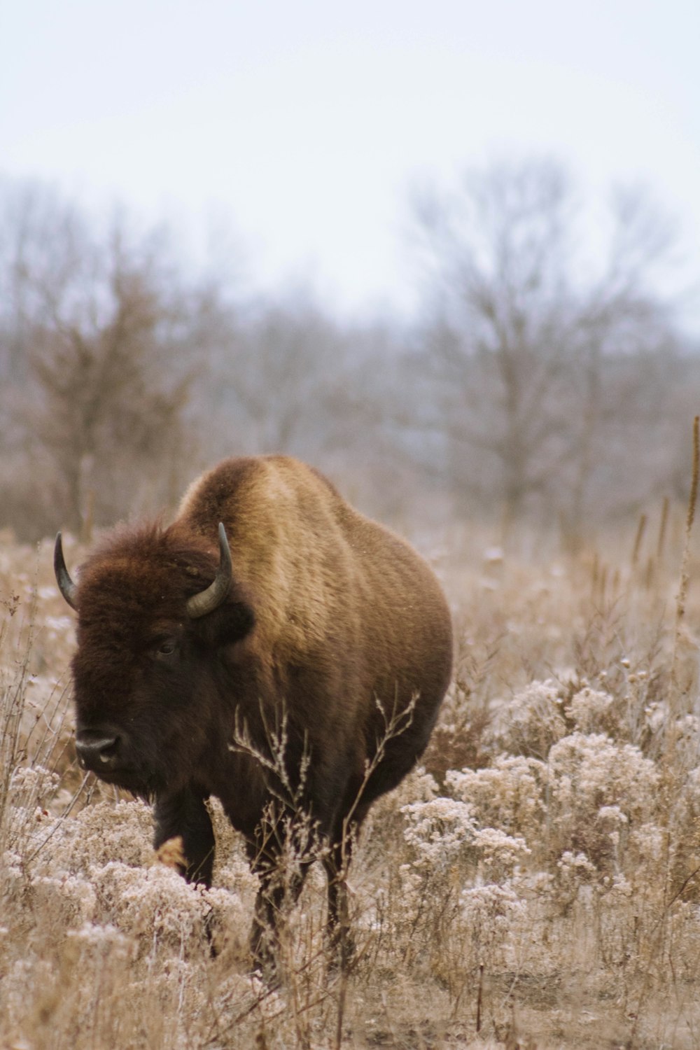 Bisons bruns sur un champ d’herbe brune pendant la journée