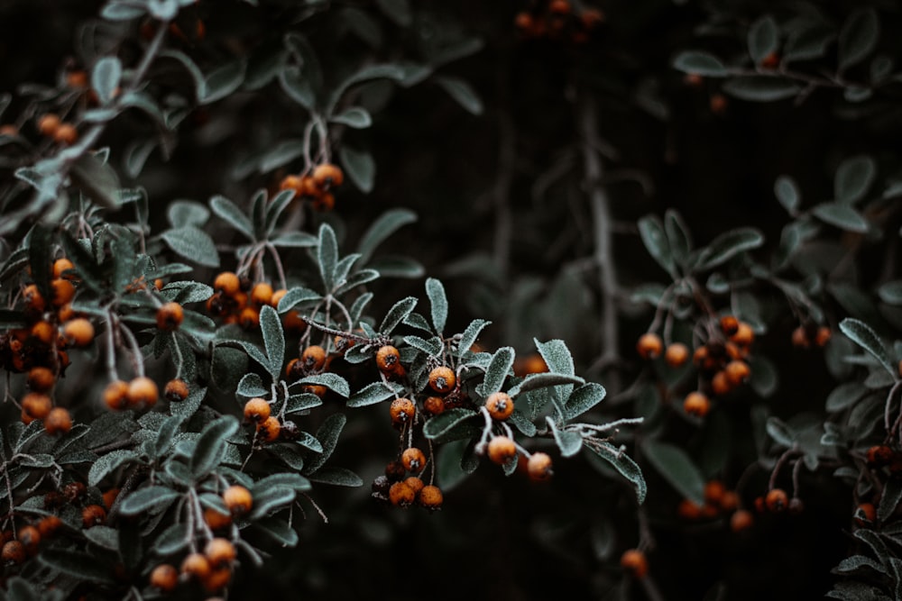 red and green plant in tilt shift lens