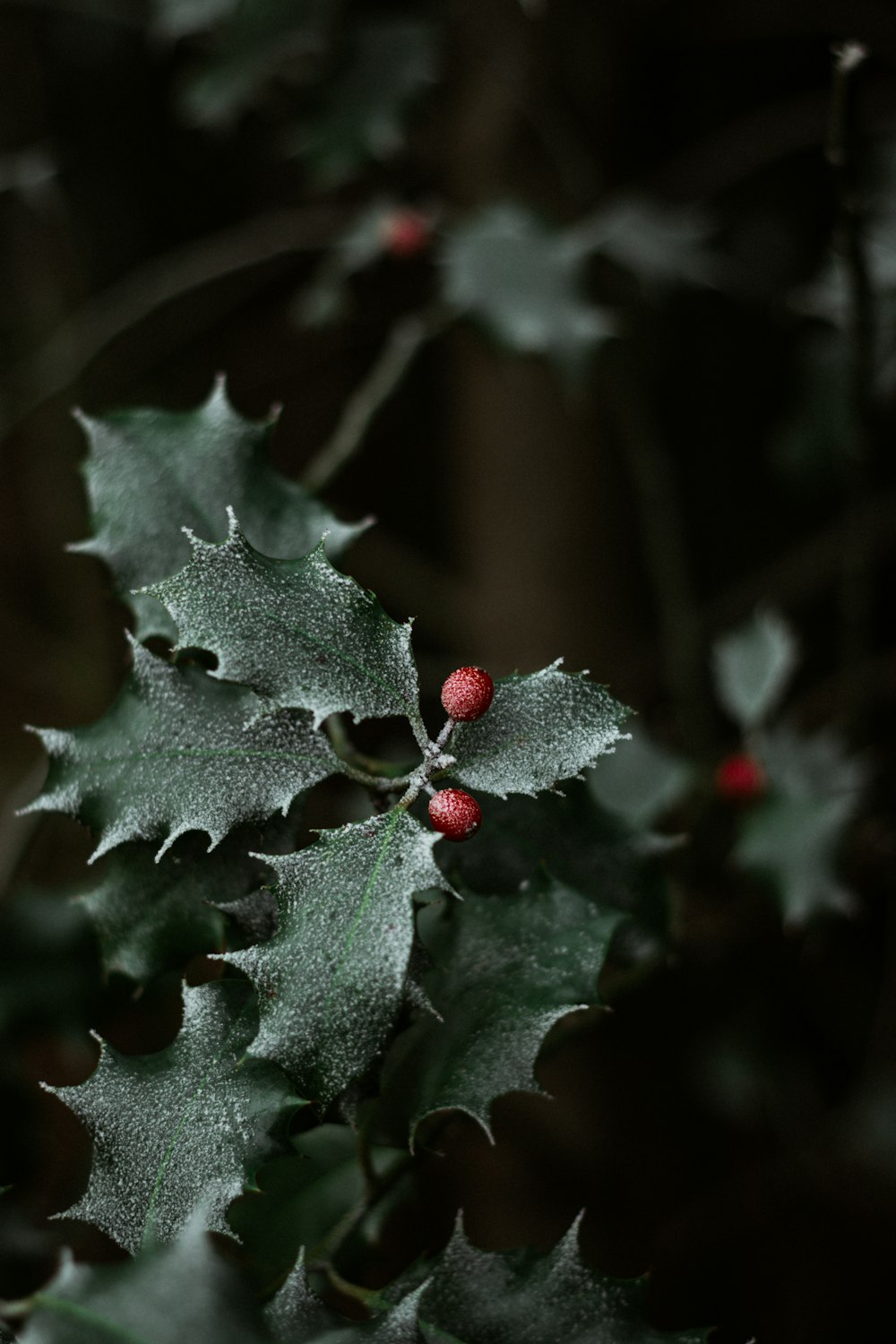 green leaf with red round fruit