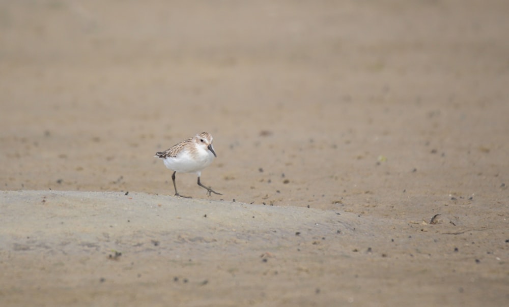 white and brown bird on brown sand during daytime