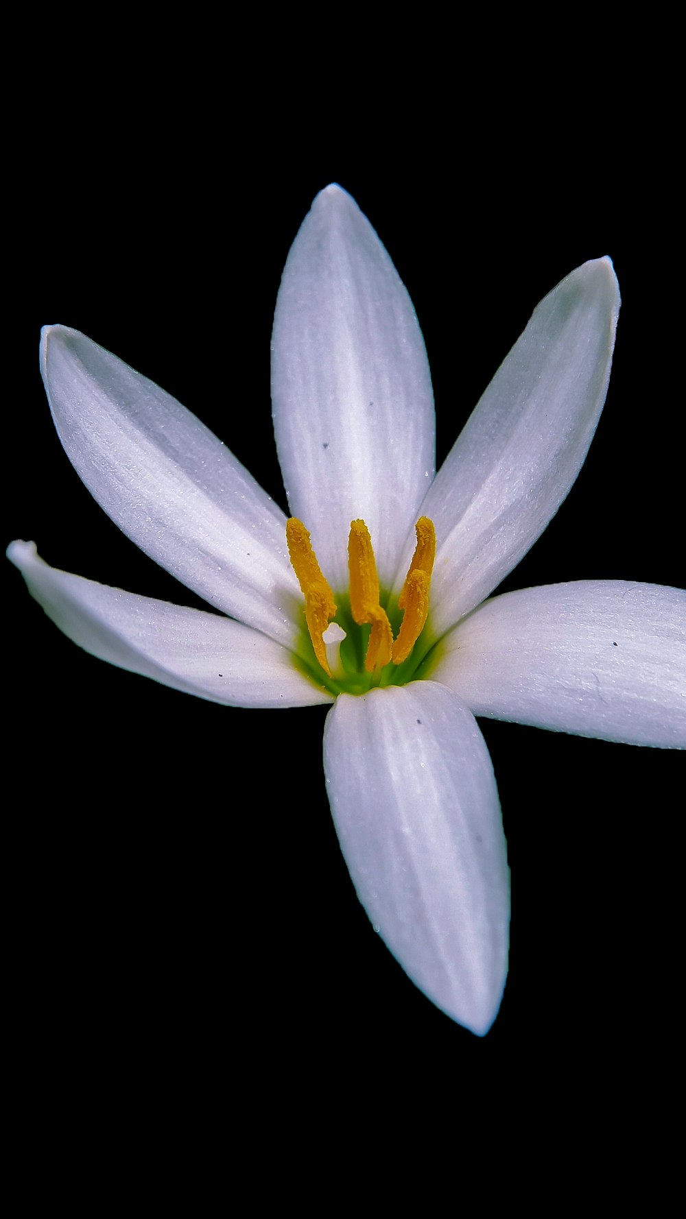 white and yellow flower in black background