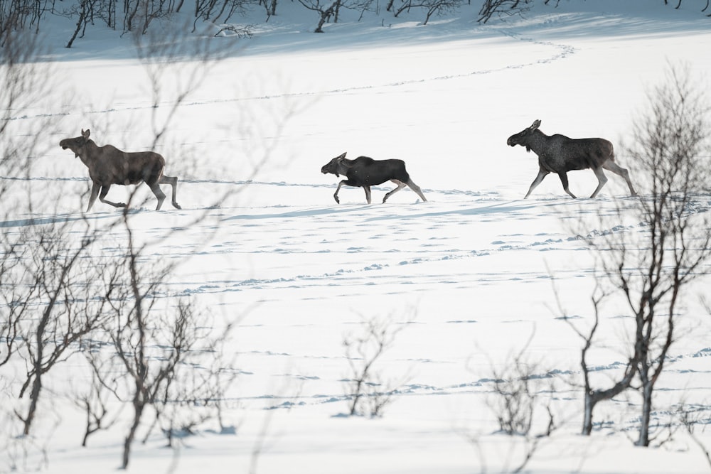 herd of horse on snow covered ground during daytime