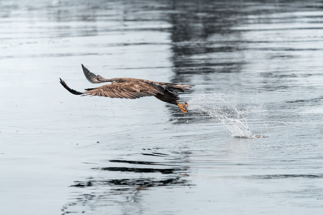 brown bird flying over water during daytime