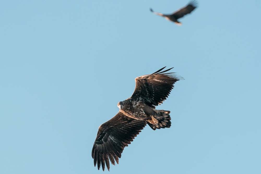 brown and white eagle flying