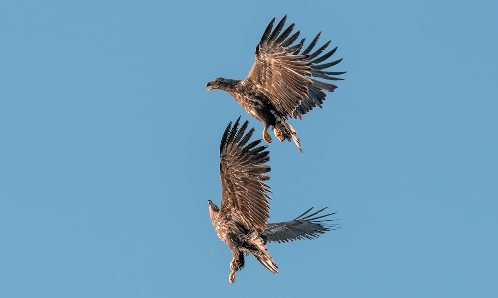 brown bird flying during daytime