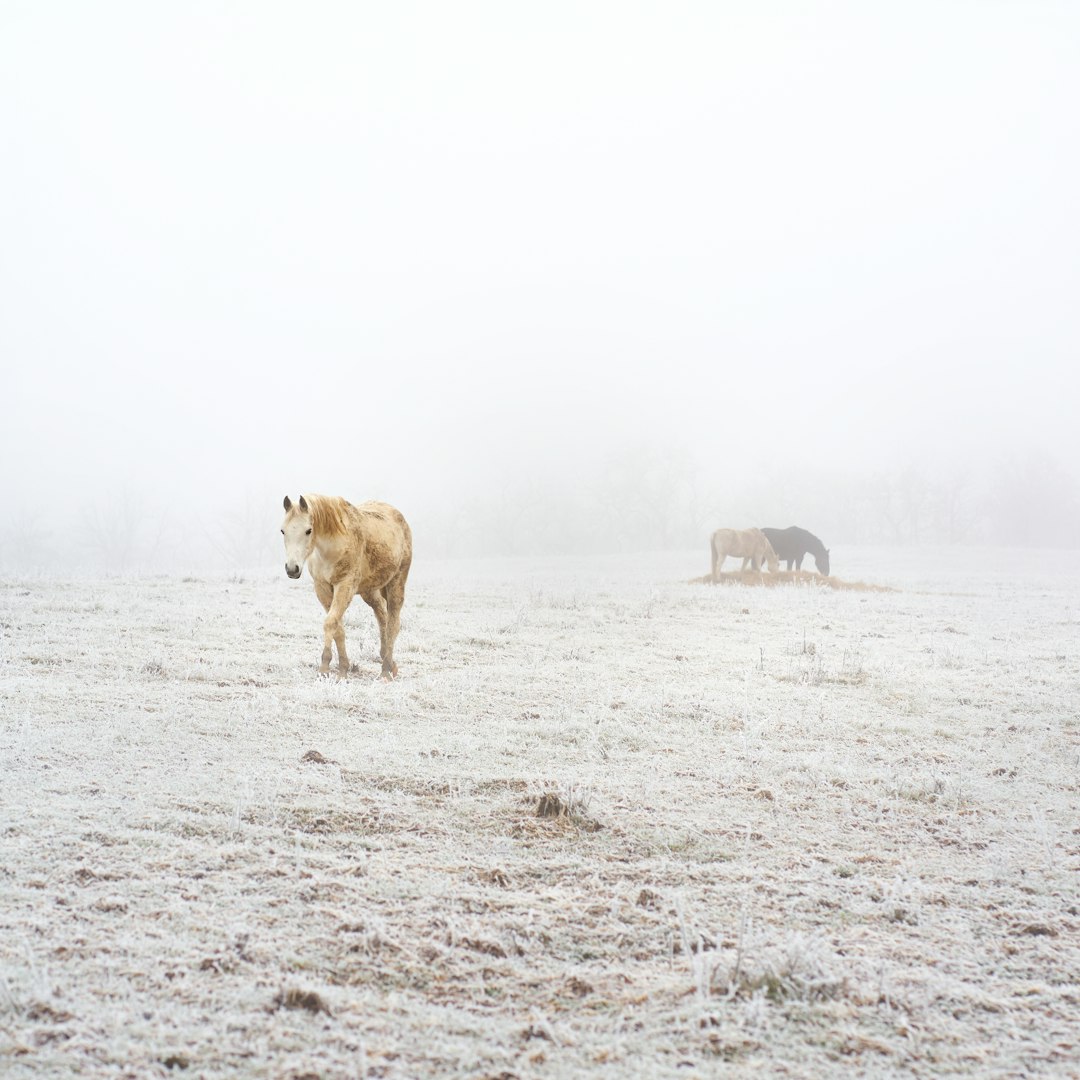 brown cow on white sand during daytime