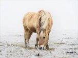 brown horse on white snow covered ground during daytime