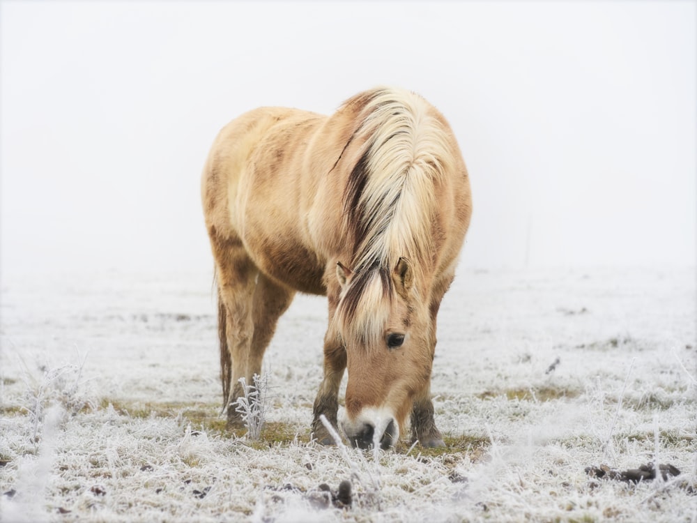 昼間は白い雪に覆われた地面に茶色の馬