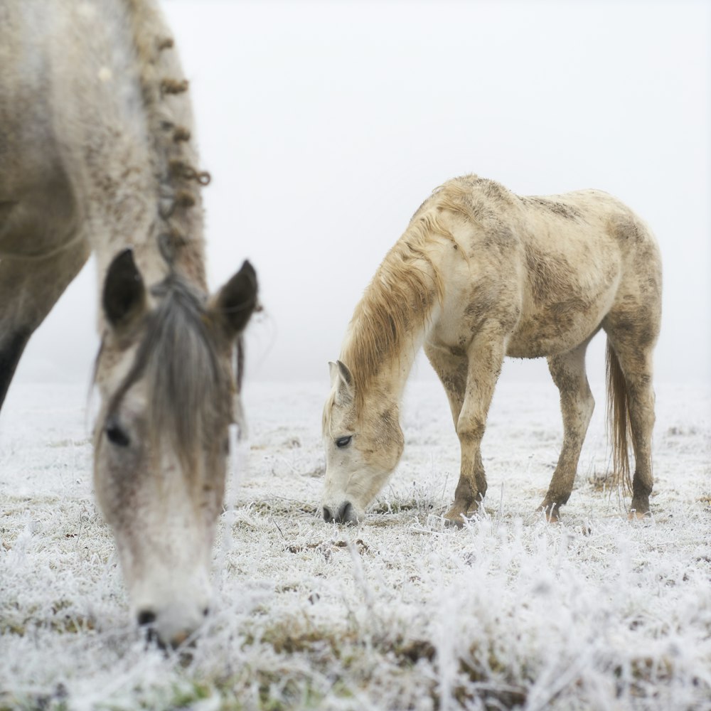 日中の白い雪に覆われた地面に茶色の馬