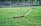 A wooden recurve bow is placed on a grassy field with three arrows standing upright. The background shows a blurred view of trees and greenery.