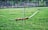 A wooden recurve bow is placed on a grassy field with three arrows standing upright. The background shows a blurred view of trees and greenery.
