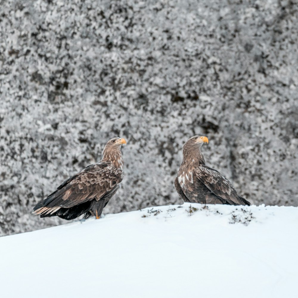 brown bird on snow covered ground during daytime