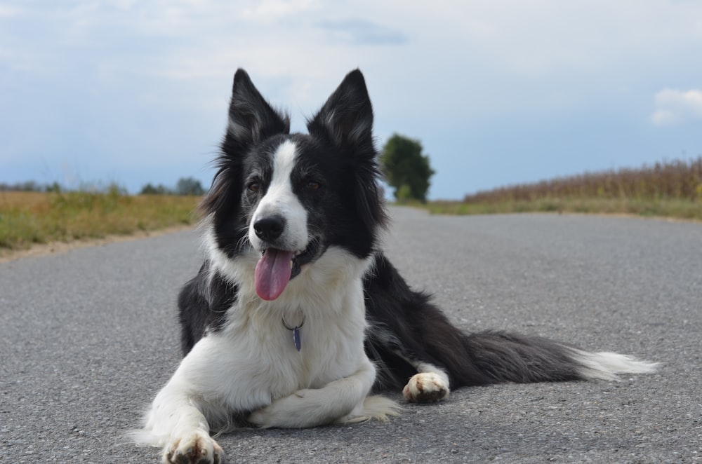 black and white border collie lying on ground during daytime