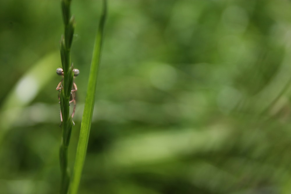 green plant with water droplets