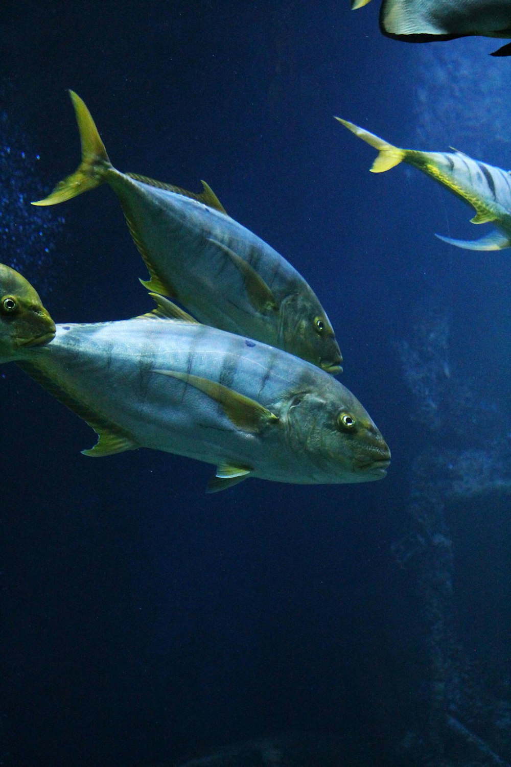 blue and white fish underwater