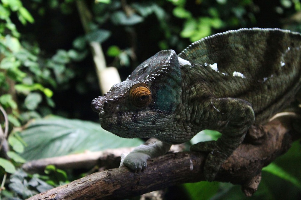 green chameleon on brown tree branch during daytime