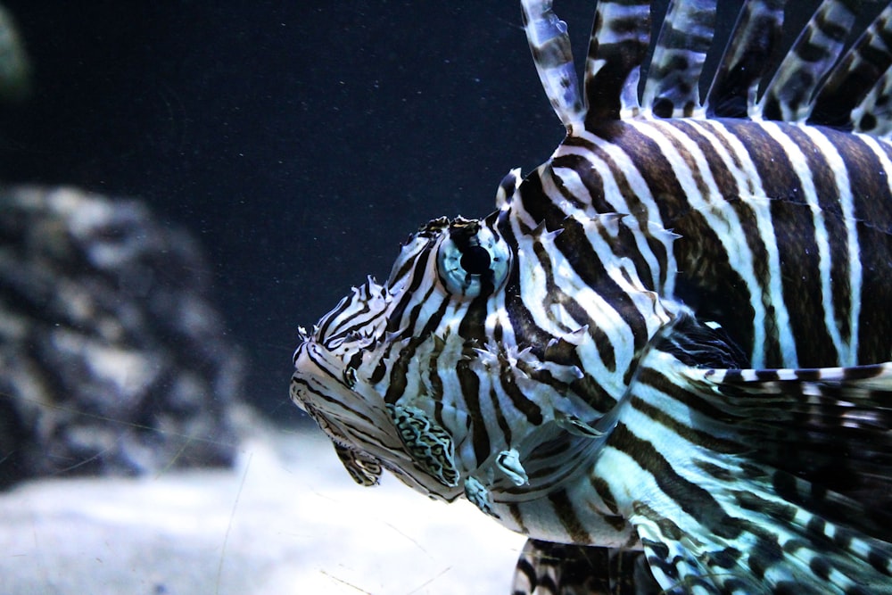 white and black striped fish