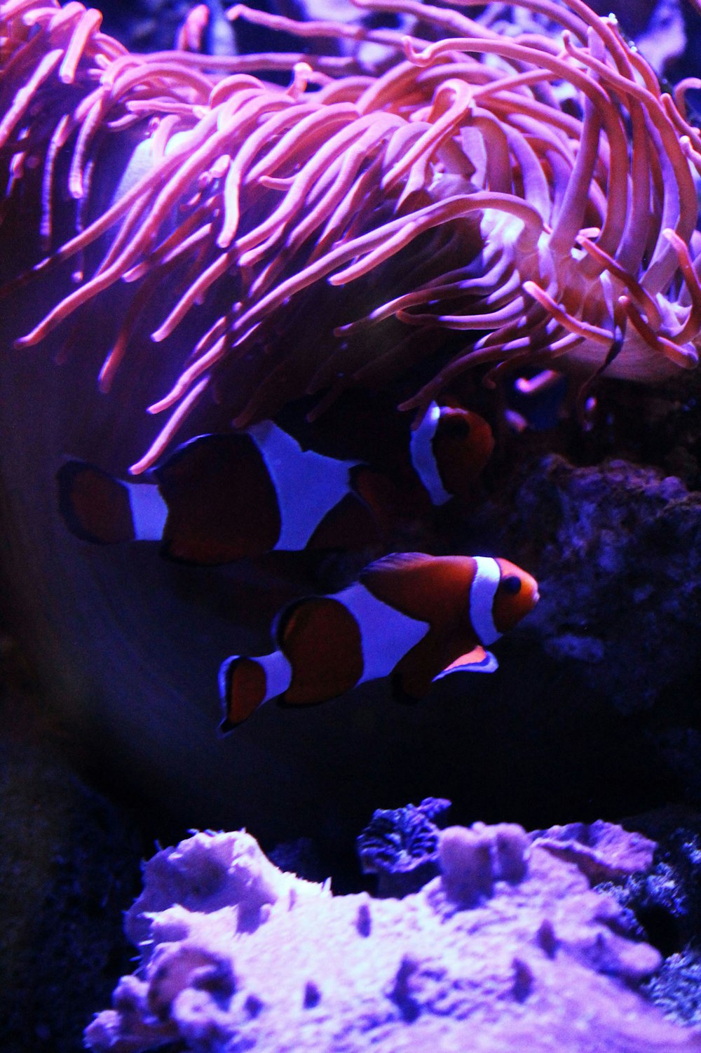 poisson clown dans l’aquarium
