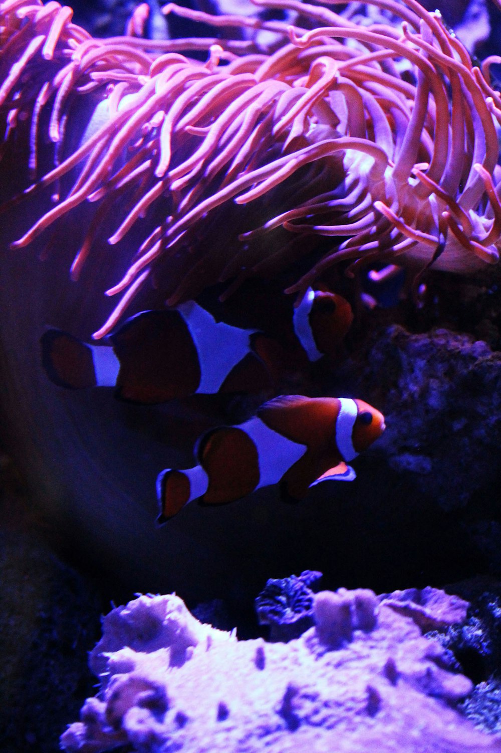 clown fish in fish tank