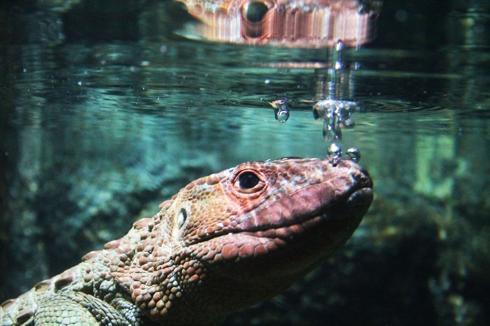 brown and black lizard in water