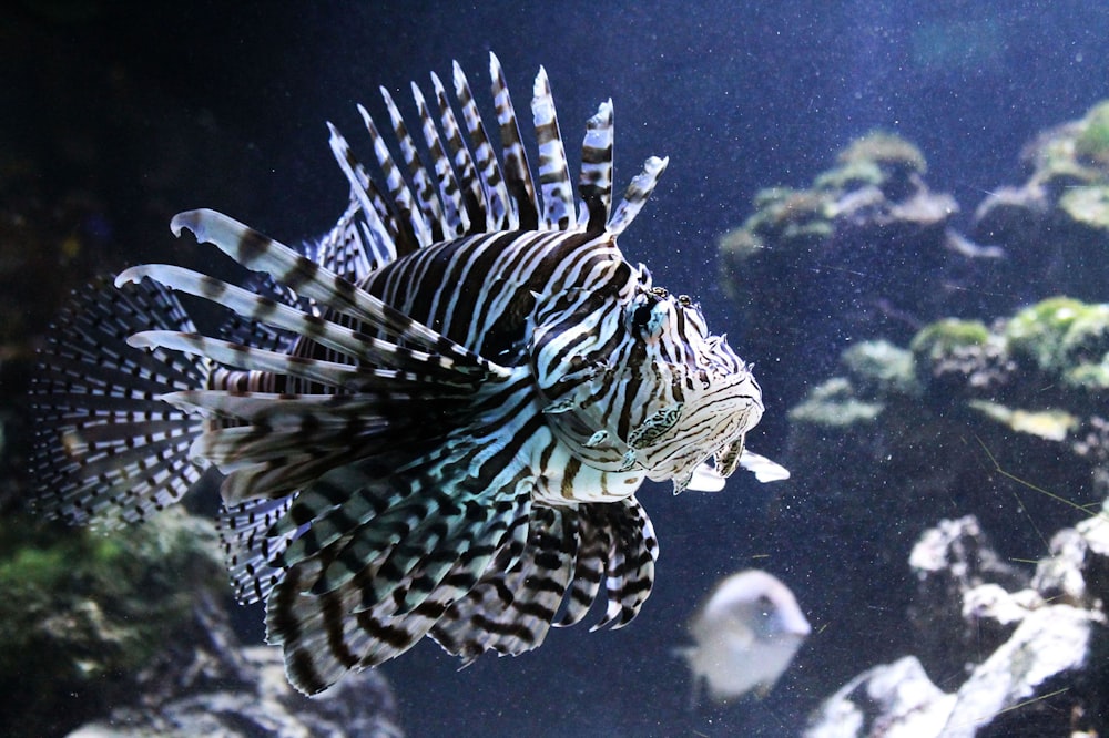 Peces blancos y negros bajo el agua