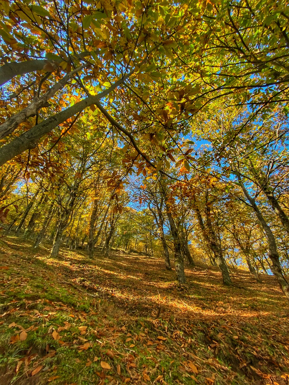 brown and green trees under blue sky during daytime