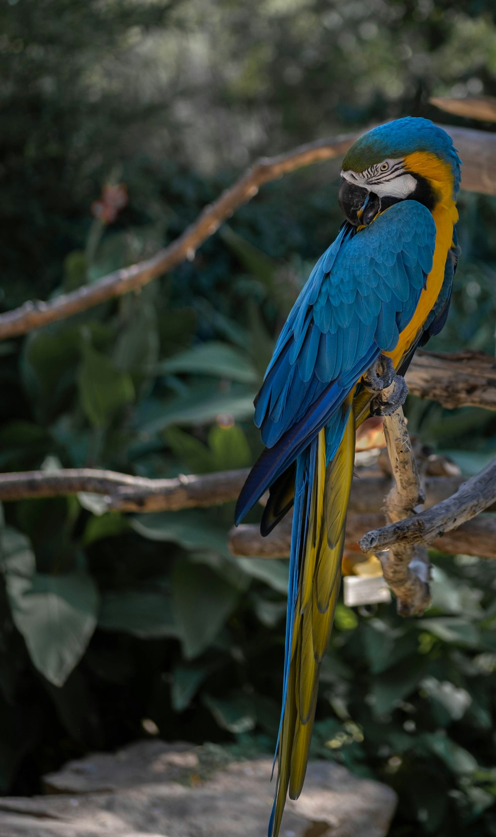 blue and yellow macaw on brown tree branch during daytime