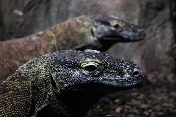 A vibrant photo of Komodo dragons basking on rocky terrain under a clear blue sky.