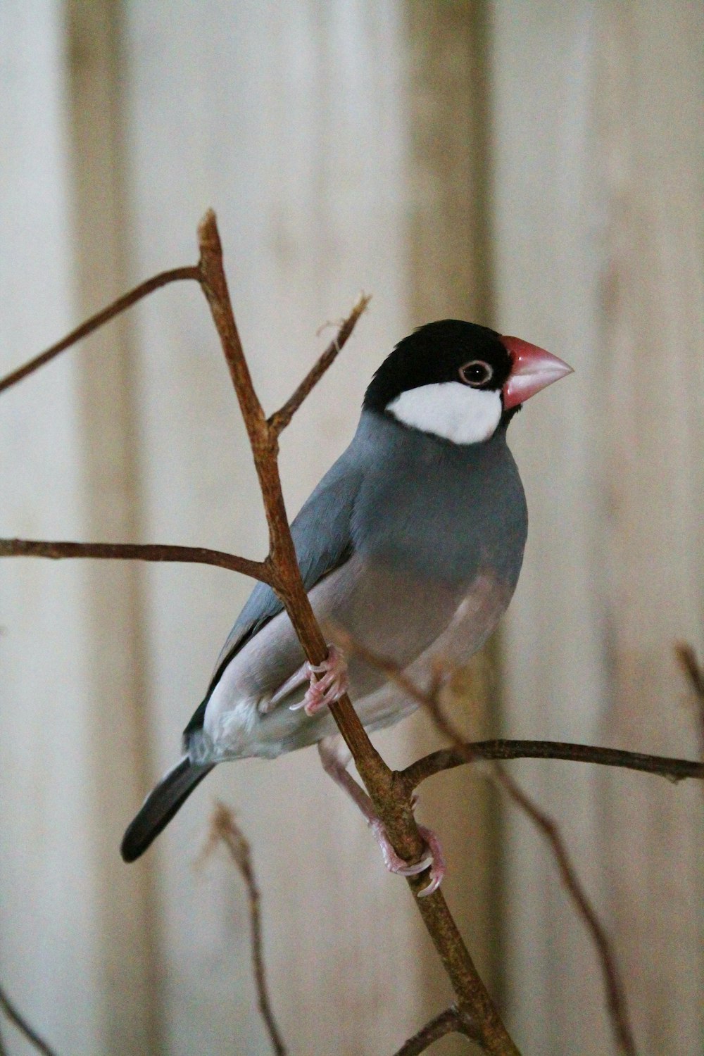 black and white bird on brown tree branch