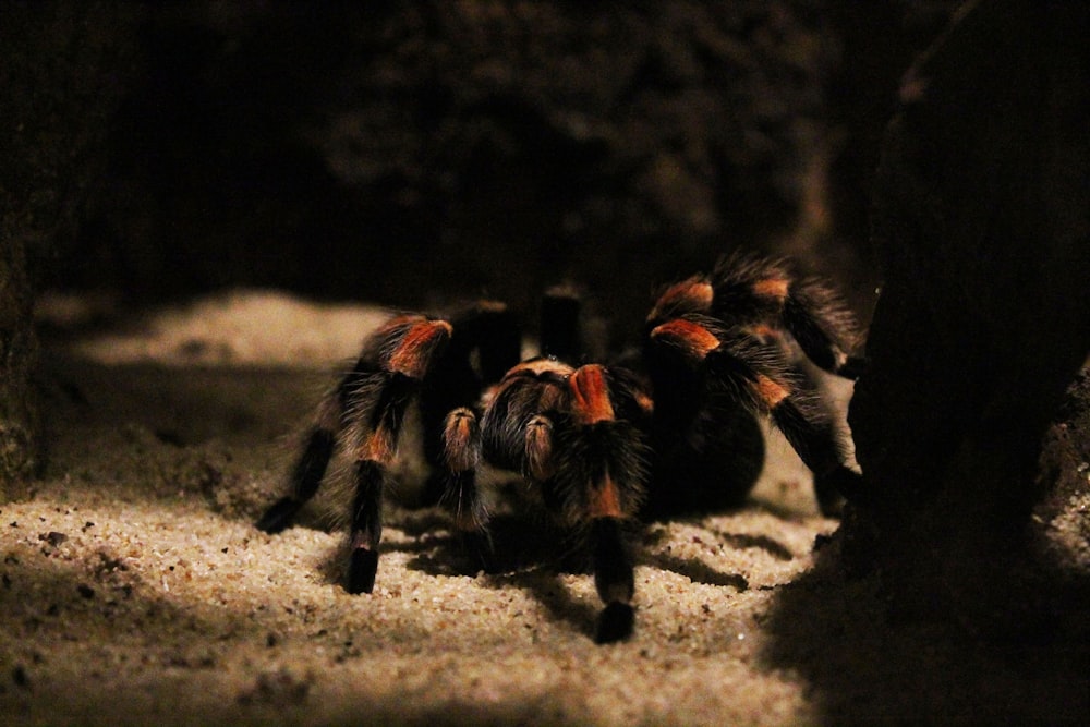 brown and black tarantula on ground