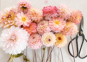 pink and white flowers on white wall