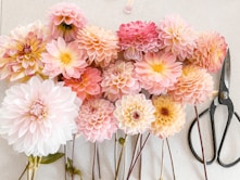 pink and white flowers on white wall
