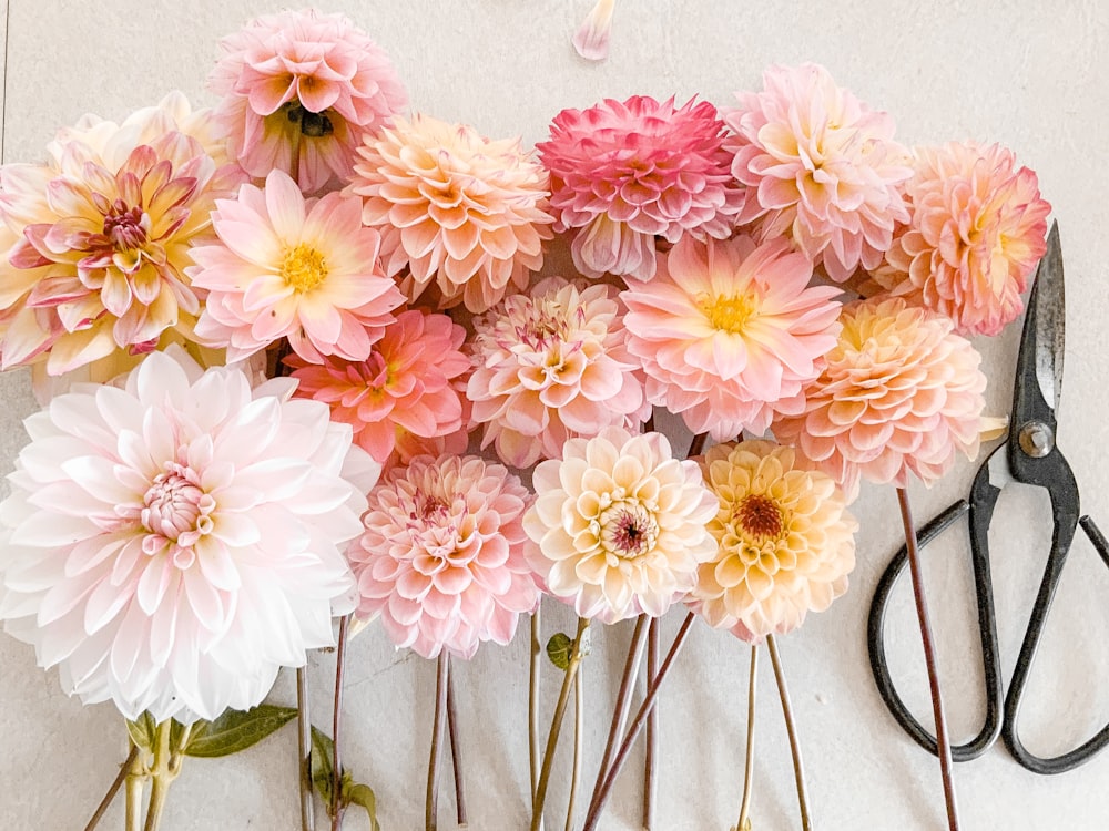 pink and white flowers on white wall