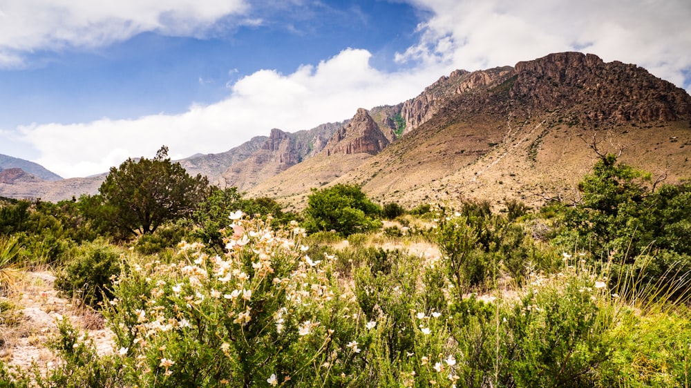 green grass and brown mountain under blue sky during daytime