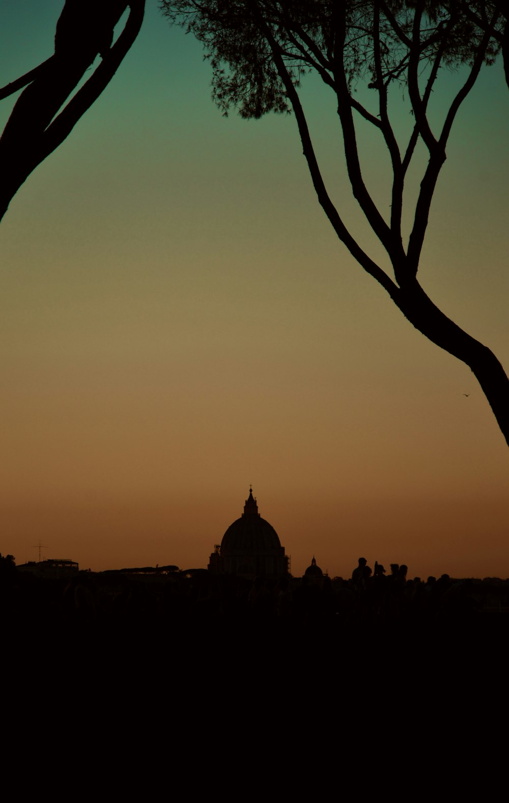 silhouette of tree during sunset