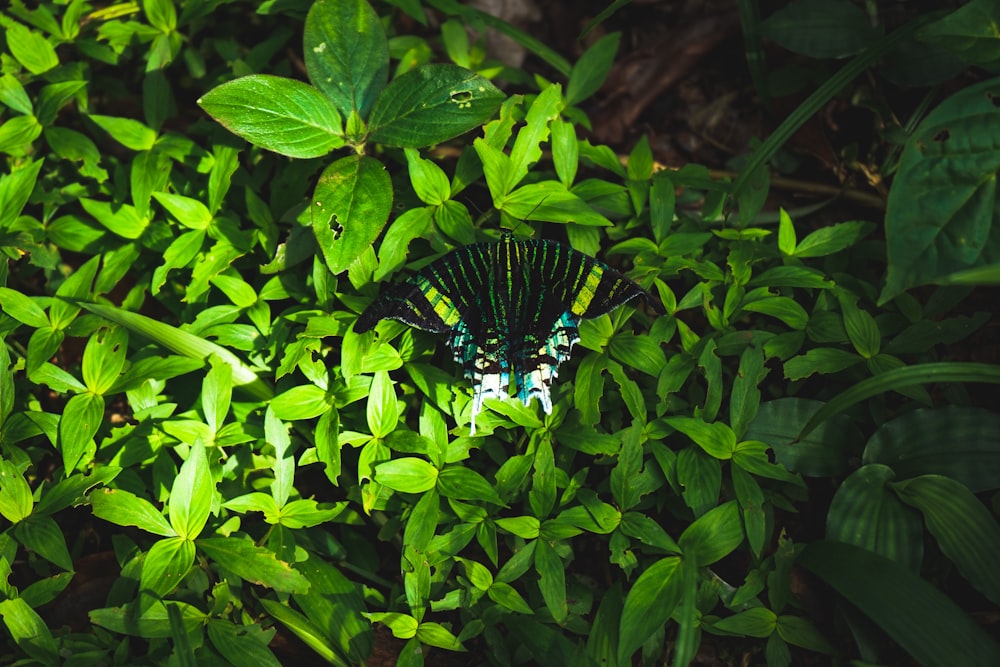 farfalla bianca e nera su foglie verdi
