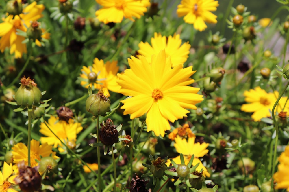 yellow flower in tilt shift lens