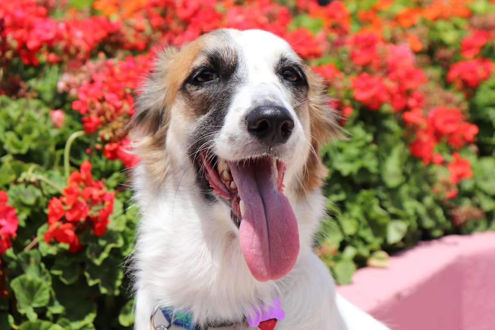 white and brown short coated dog