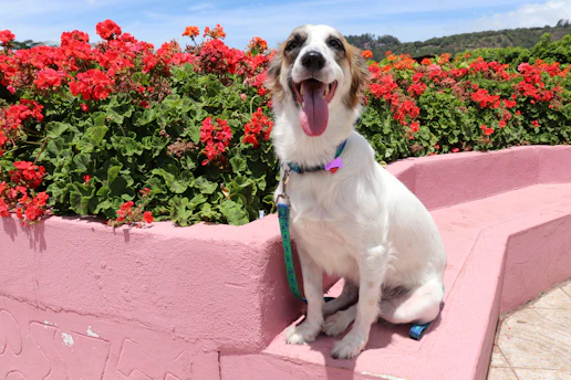 A happy dog wearing a colorful, custom-made outfit sitting comfortably in a sunny garden.