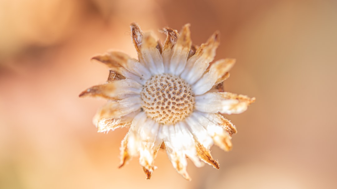 white daisy in bloom during daytime