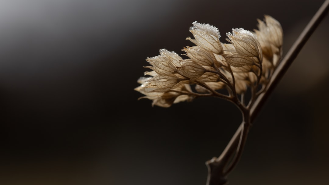 white flower in tilt shift lens