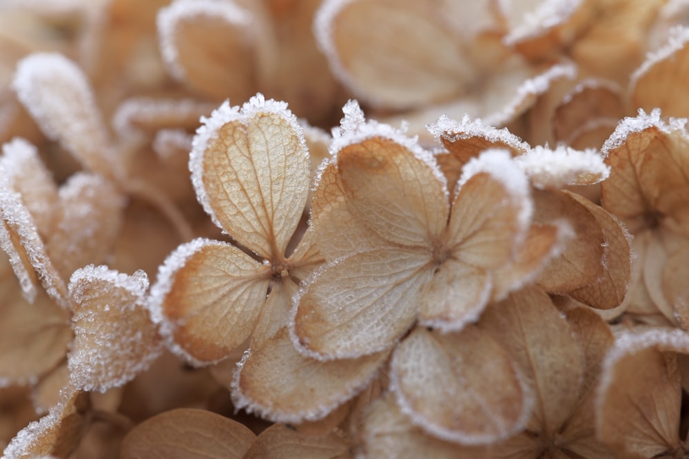 plante brune et blanche en gros plan