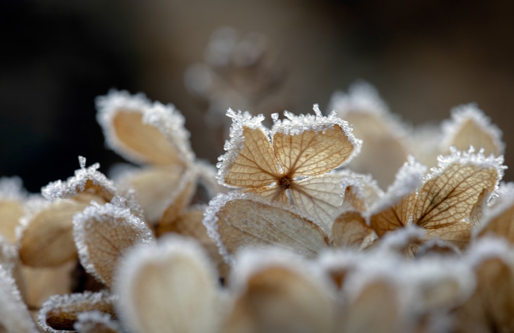 brown and white plant in close up photography