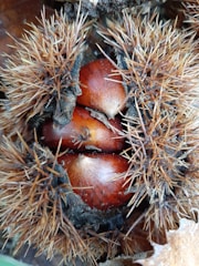 Three chestnuts partially enclosed in their spiky husk are nestled closely together. The brown shells of the chestnuts have a glossy finish, contrasting with the rough, bristly texture of the opened husk around them.