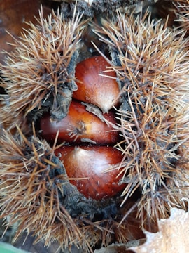 Three chestnuts partially enclosed in their spiky husk are nestled closely together. The brown shells of the chestnuts have a glossy finish, contrasting with the rough, bristly texture of the opened husk around them.