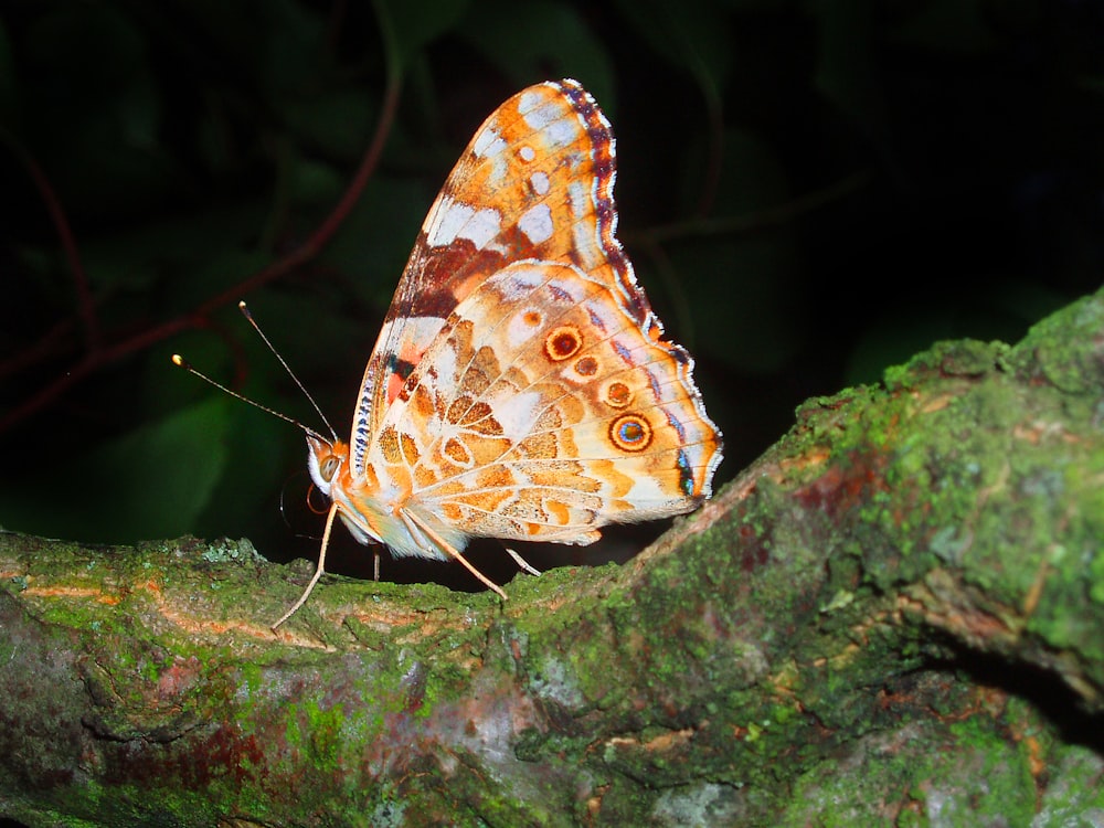 brown and white butterfly perched on green leaf in close up photography during daytime